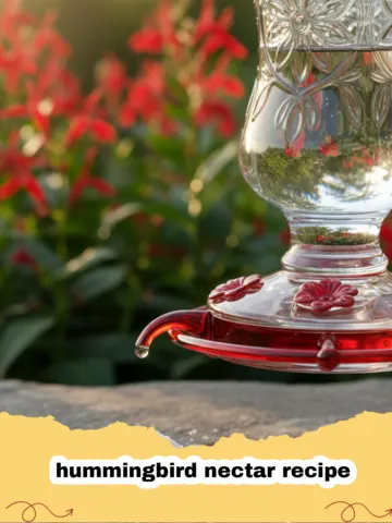 The Sweetest Secret: My Simple Homemade Hummingbird Nectar Recipe